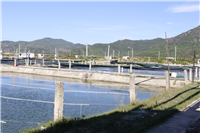 Kết quả hoạt động của Trại nuôi trồng thủy sản thực nghiệm nước mặn Cam Ranh (giai đoạn 2015 – 2021)