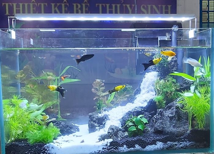 Bể thủy sinh Suối Nguồn
