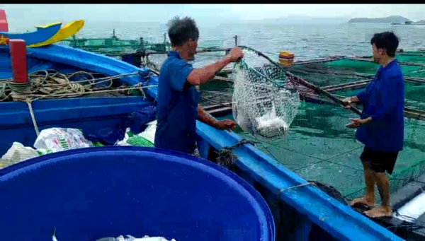 Viện Nuôi trồng Thủy sản, ĐH Nha Trang tổ chức Chương trình tham quan học tập nuôi tôm hùm và cá biển