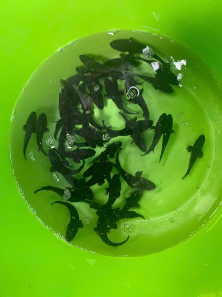 Nghiệm thu cấp cơ sở đề tài KH&CN cấp tỉnh Khánh Hòa