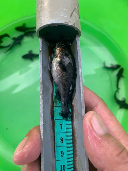 Nghiệm thu cấp cơ sở đề tài KH&CN cấp tỉnh Khánh Hòa