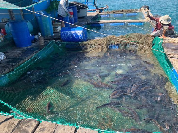 Nghiệm thu cấp cơ sở đề tài KH&CN cấp tỉnh Khánh Hòa