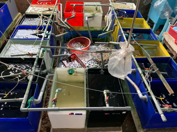 Viện Nuôi trồng Thủy sản tổ chức nghiệm thu 04 đề tài Nghiên cứu Khoa học của sinh viên trong tháng 4/2025