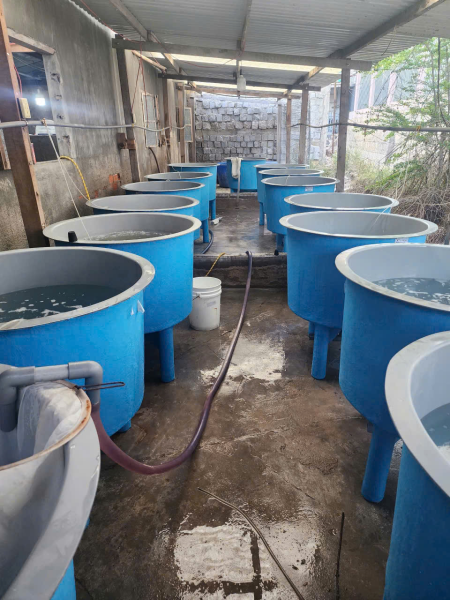 Viện Nuôi trồng Thủy sản tổ chức nghiệm thu 04 đề tài Nghiên cứu Khoa học của sinh viên trong tháng 4/2025