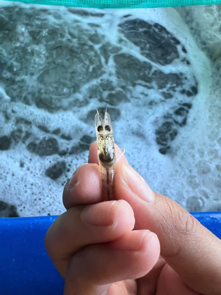 Sinh viên ngành Nuôi trồng Thủy sản - Viện Nuôi trồng Thủy sản đi thực tập tại các cơ sở của Tập đoàn Thủy sản Minh Phú