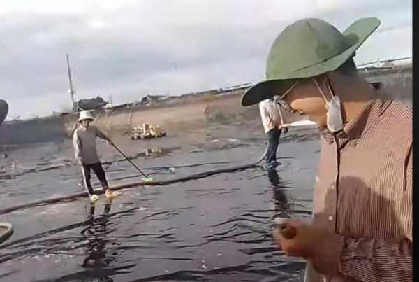 Sinh viên ngành Nuôi trồng Thủy sản - Viện Nuôi trồng Thủy sản đi thực tập tại các cơ sở của Tập đoàn Thủy sản Minh Phú