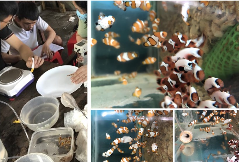 Sinh viên tham gia trong đề tài nghiên cứu sản xuất và lai tạo giống cá Nemo