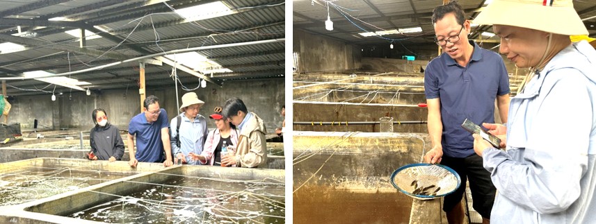 Thăm cơ sở sản xuất giống v&agrave; ương nu&ocirc;i c&aacute; biển: c&aacute; chim, c&aacute; tai bồ, c&aacute; sủ, c&aacute; m&uacute;,...