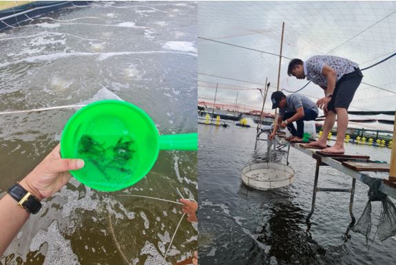 Hình ảnh ThS. Mai Đức Thao và Ông Chu Hồng Hà Phó tổng giám đốc Tập đoàn Thủy sản Minh Phú kiểm tra, đánh giá tình hình chất lượng môi trường nước ao nuôi tại cơ sở.