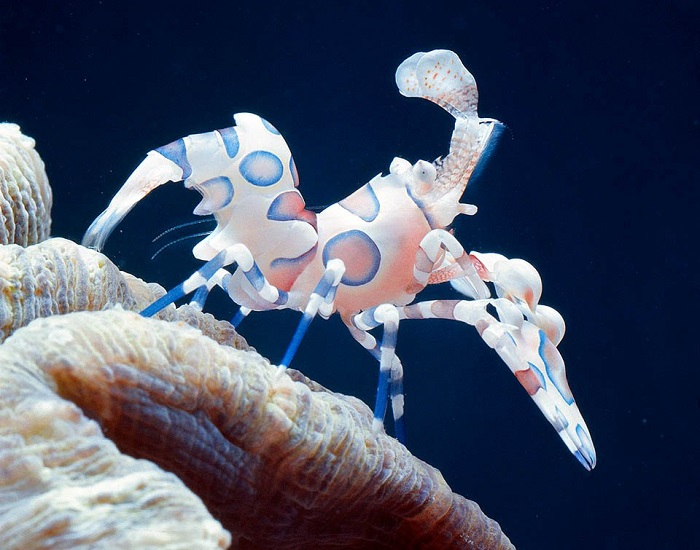 Nghiệm thu đề tài cấp Bộ "Nghiên cứu quy trình sản xuất giống tôm cảnh harlequin (Hymenocera picta, Dana 1852)"